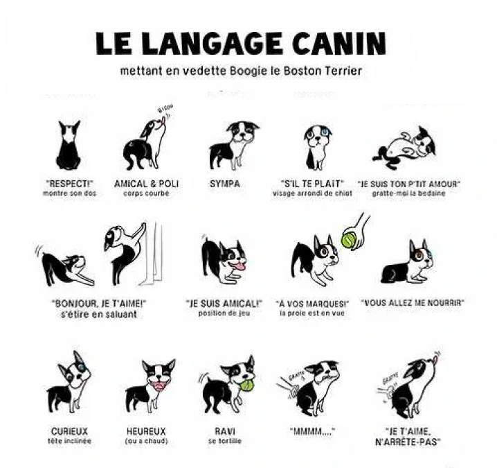 Langage Canin1
